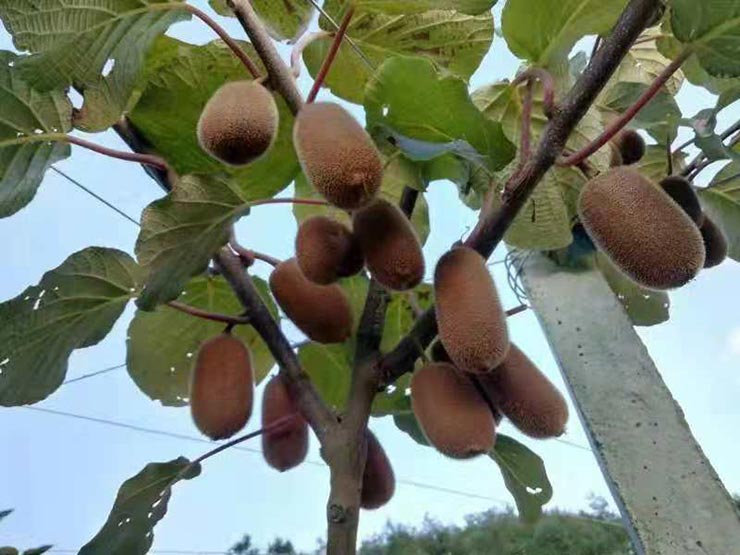 首页-PA集团有限公司官网入口