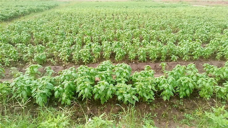 首页-PA集团有限公司官网入口